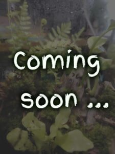 comingsoon