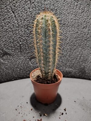 asplenium nidus (fougère nid d’oiseau)