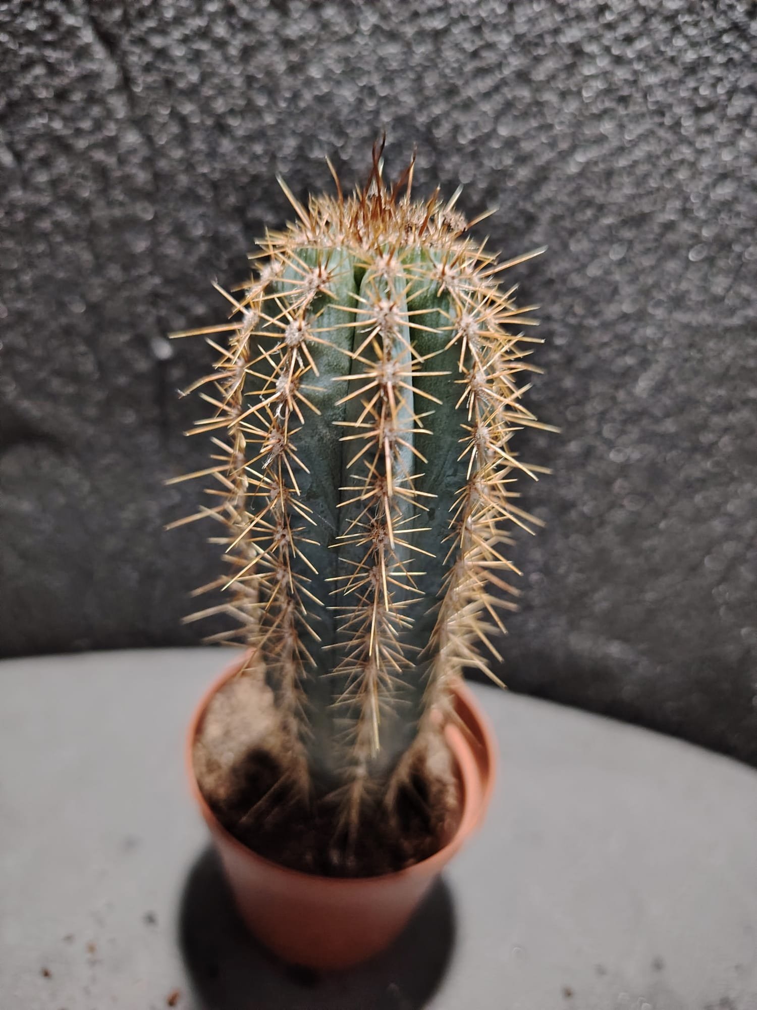 asplenium nidus (fougère nid d’oiseau)
