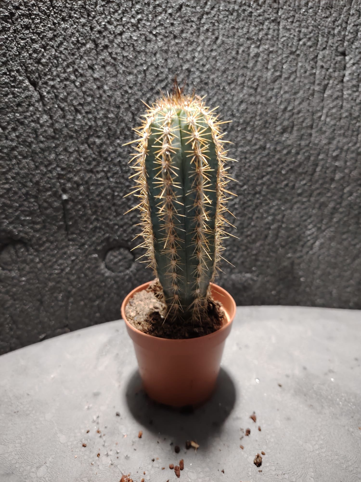 asplenium nidus (fougère nid d’oiseau)