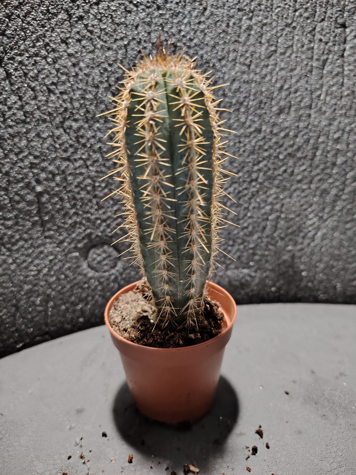 asplenium nidus (fougère nid d’oiseau)