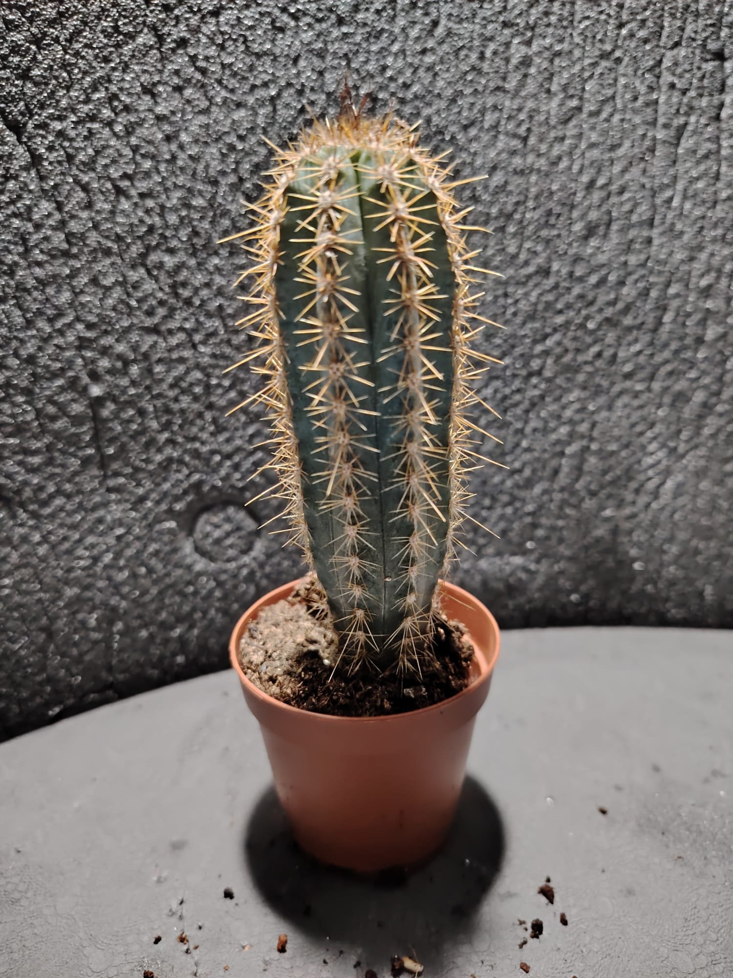 asplenium nidus (fougère nid d’oiseau)