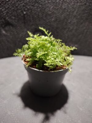 asplenium nidus (fougère nid d’oiseau)