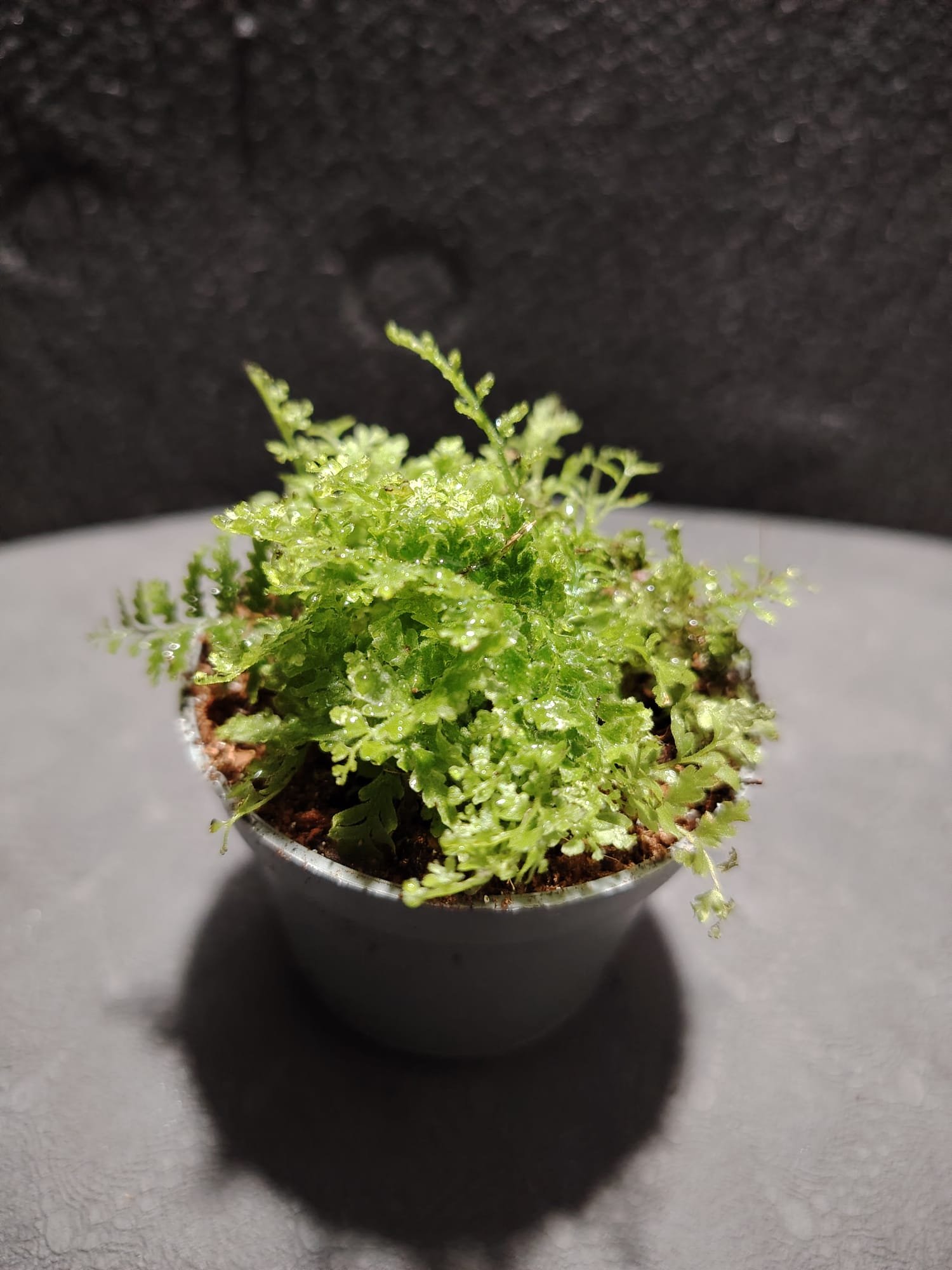 asplenium nidus (fougère nid d’oiseau)