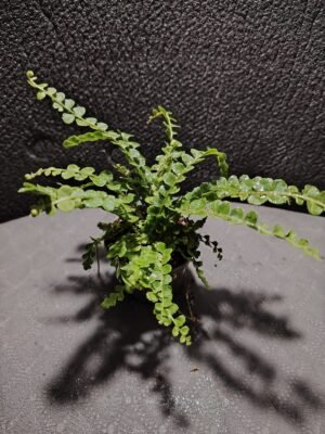asplenium nidus (fougère nid d’oiseau)