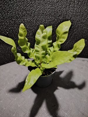 asplenium nidus (fougère nid d’oiseau)