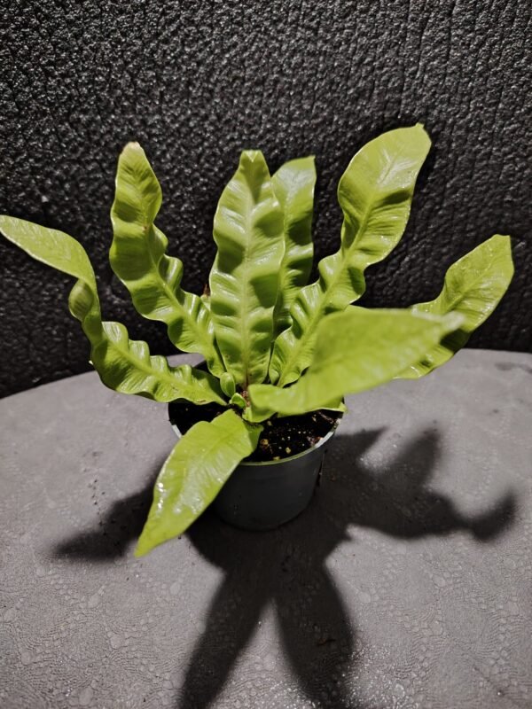 asplenium nidus (fougère nid d’oiseau)