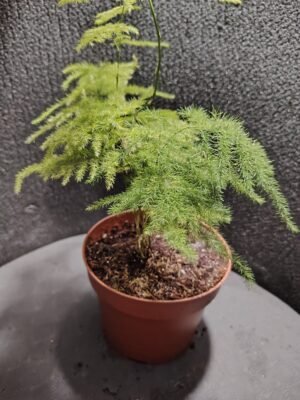 asplenium nidus (fougère nid d’oiseau)