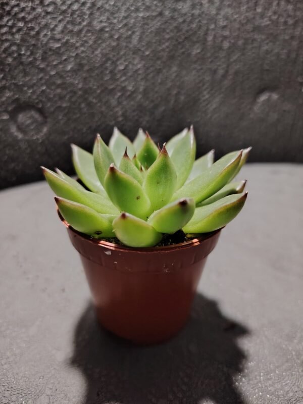 asplenium nidus (fougère nid d’oiseau)