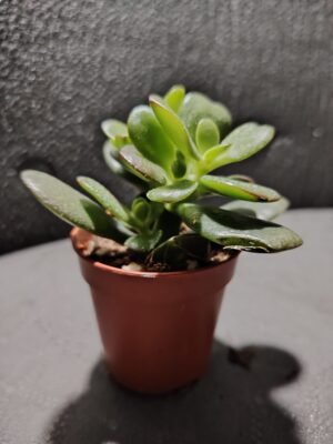 asplenium nidus (fougère nid d’oiseau)