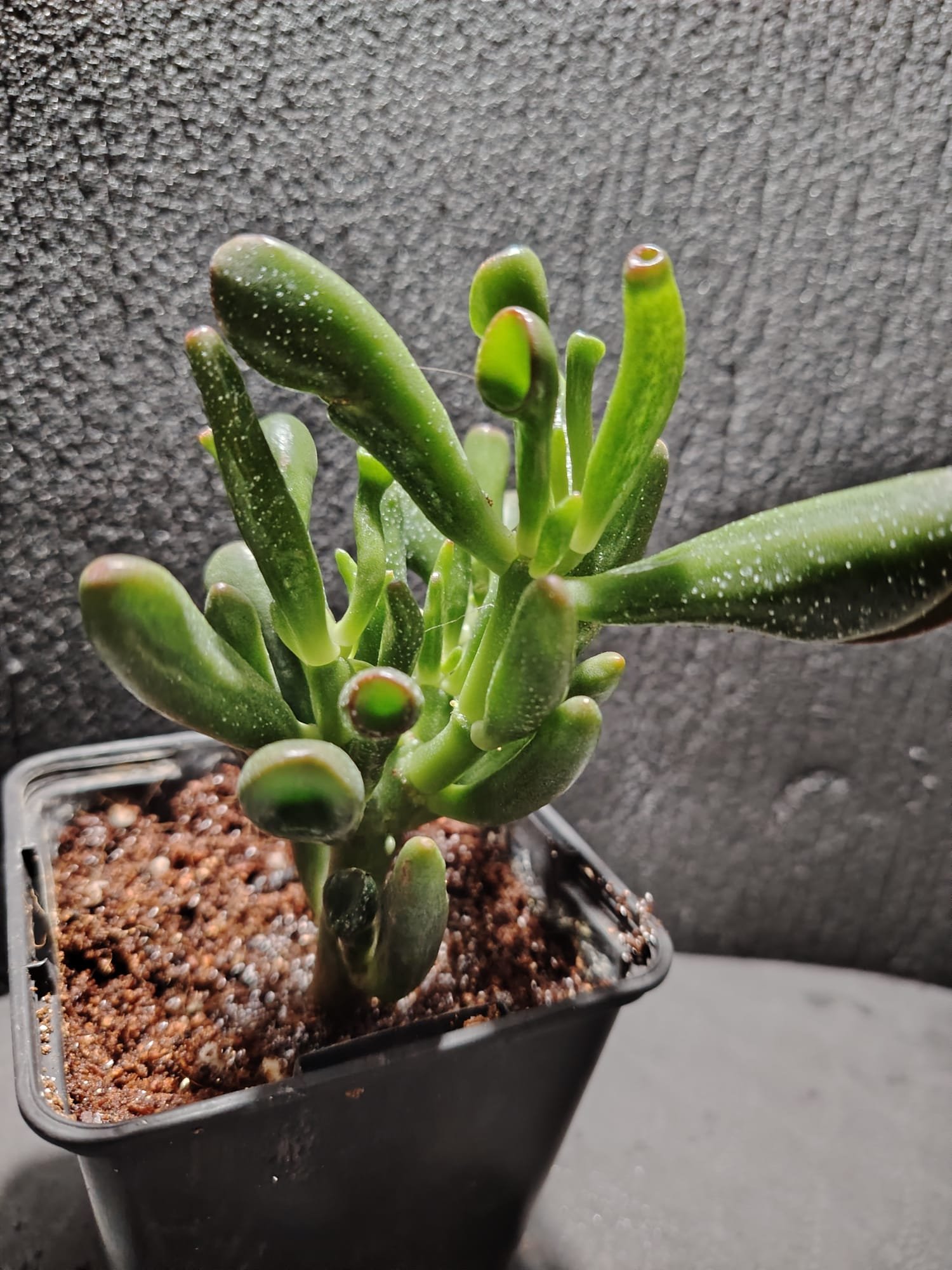 asplenium nidus (fougère nid d’oiseau)
