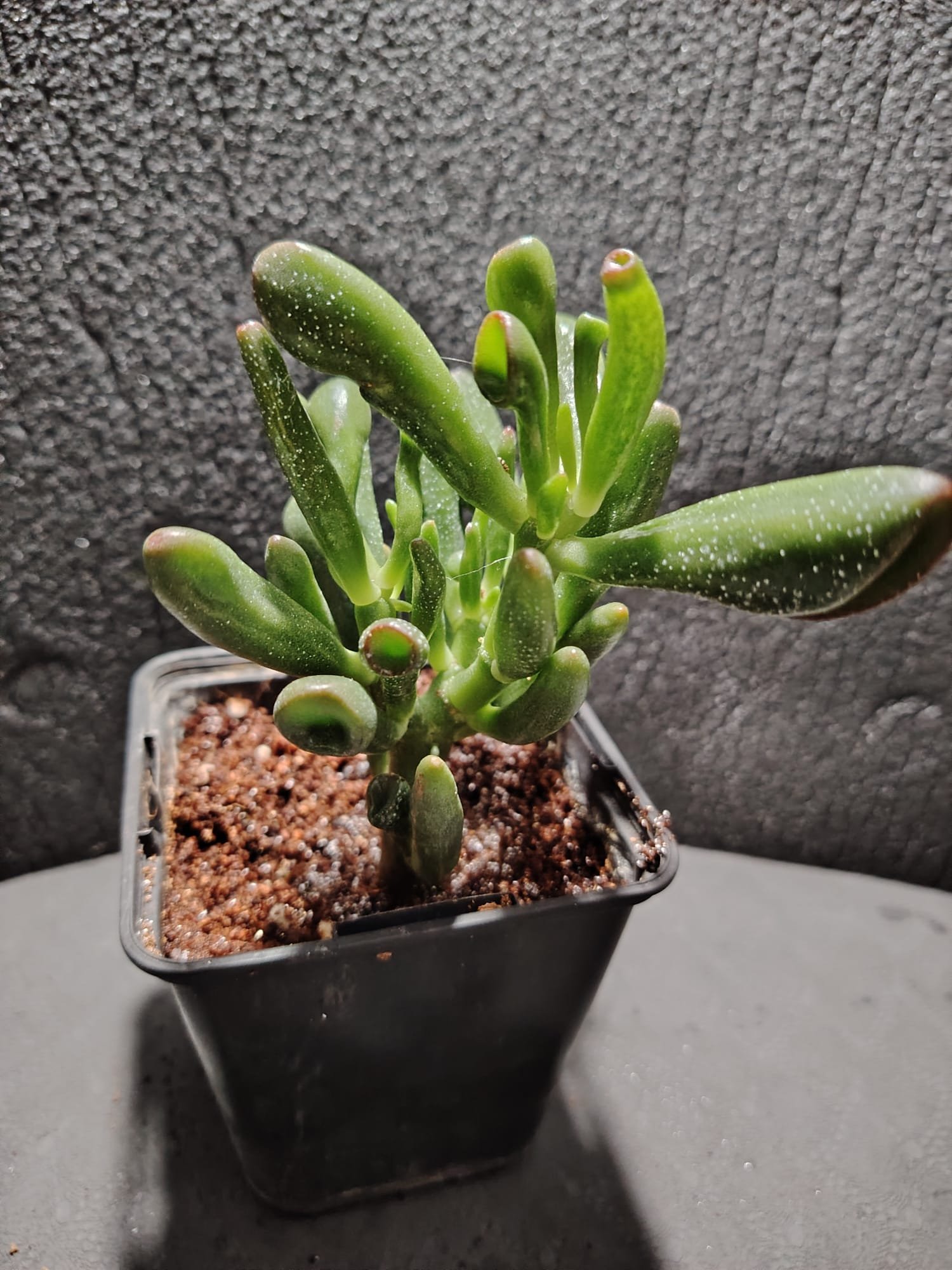 asplenium nidus (fougère nid d’oiseau)