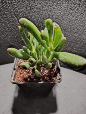 asplenium nidus (fougère nid d’oiseau)