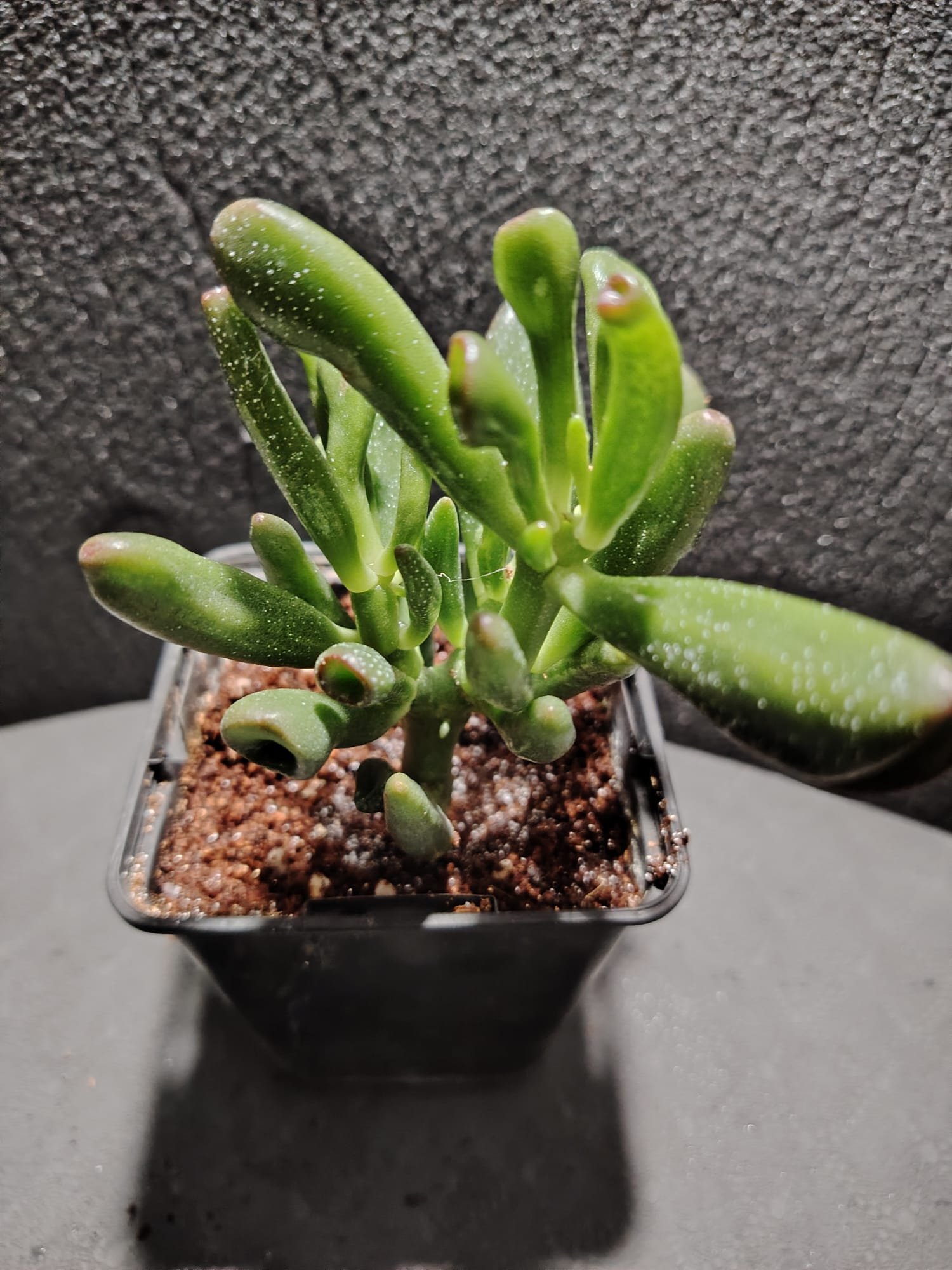 asplenium nidus (fougère nid d’oiseau)