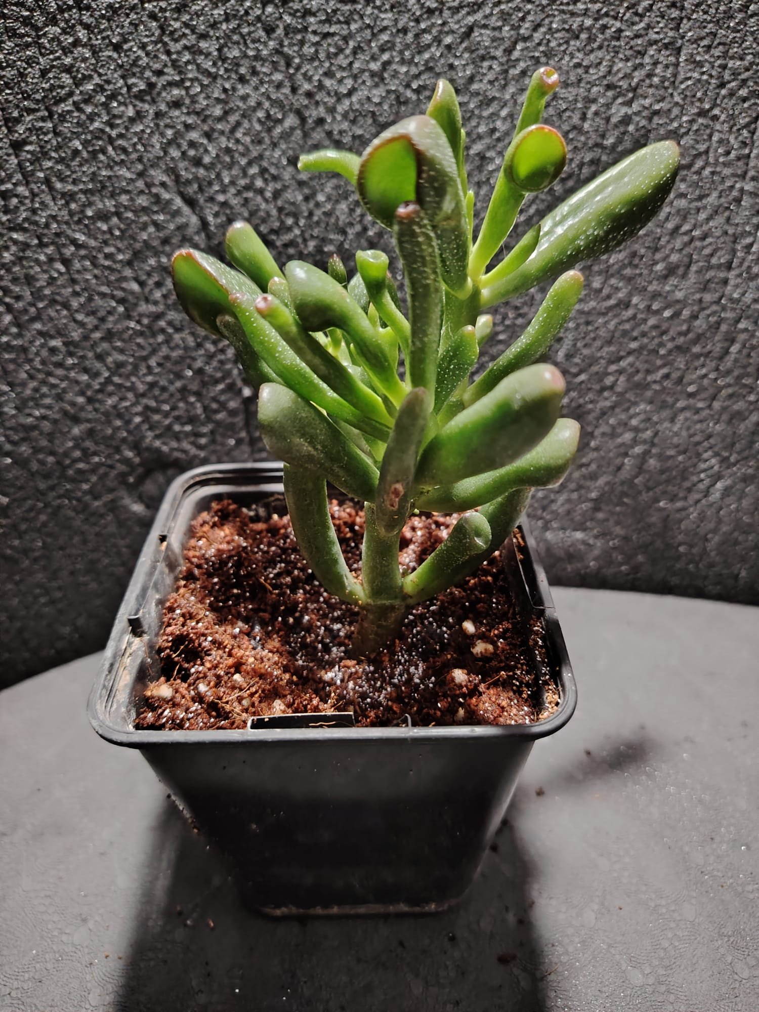 asplenium nidus (fougère nid d’oiseau)