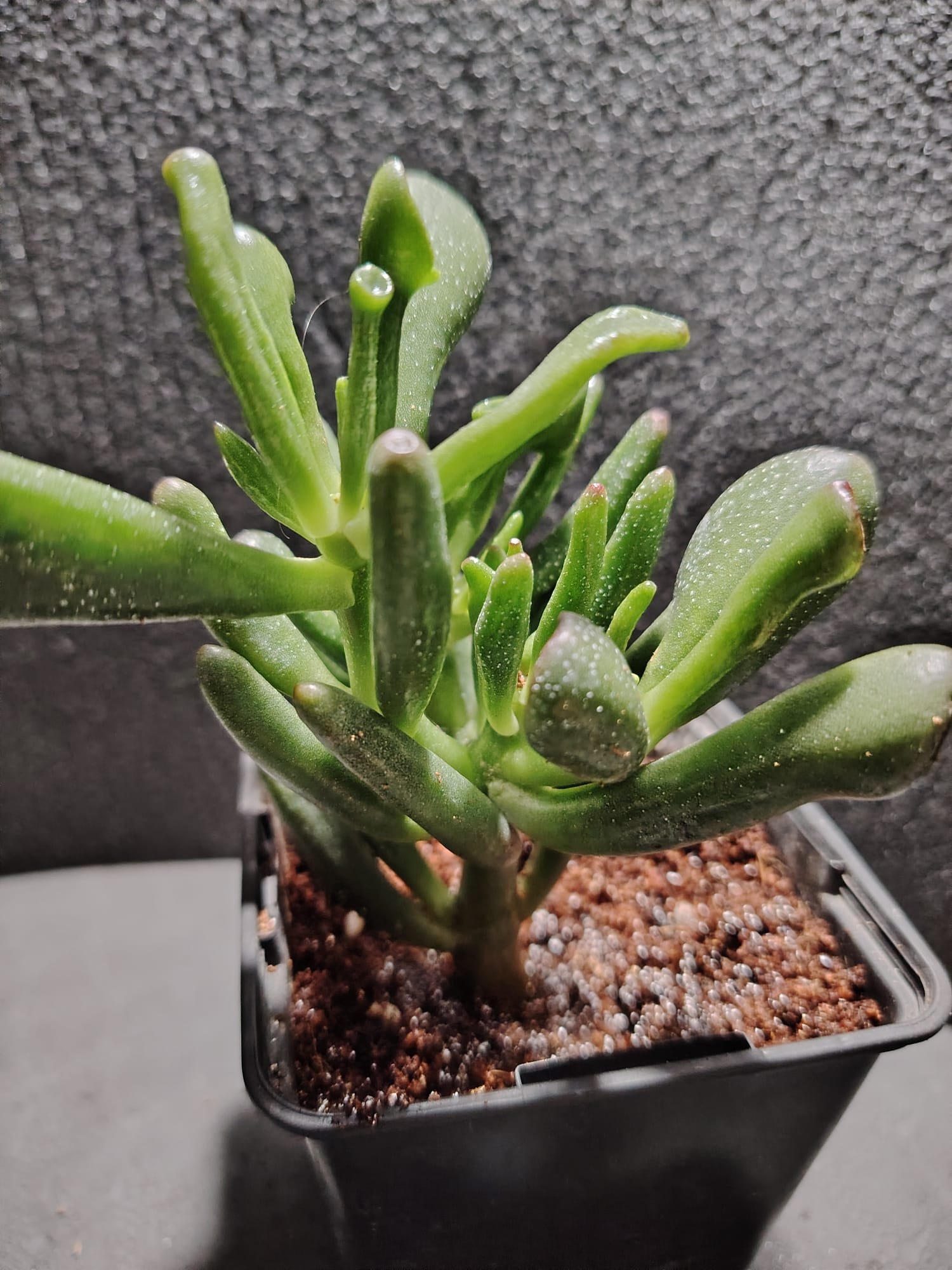 asplenium nidus (fougère nid d’oiseau)