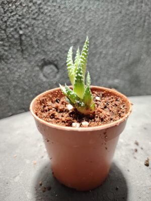 asplenium nidus (fougère nid d’oiseau)