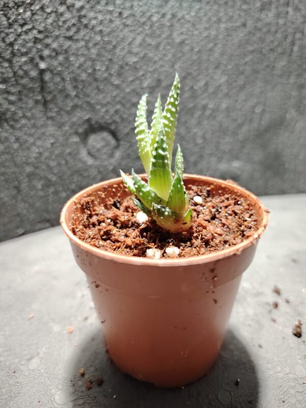 asplenium nidus (fougère nid d’oiseau)