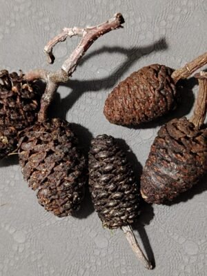 Akène d'aulne assortiment (x1)