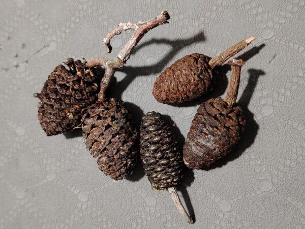 Akène d'aulne assortiment (x1)