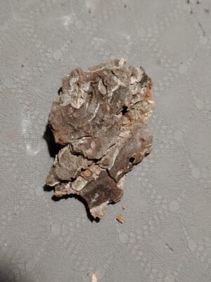 Écorce moyenne (x1)