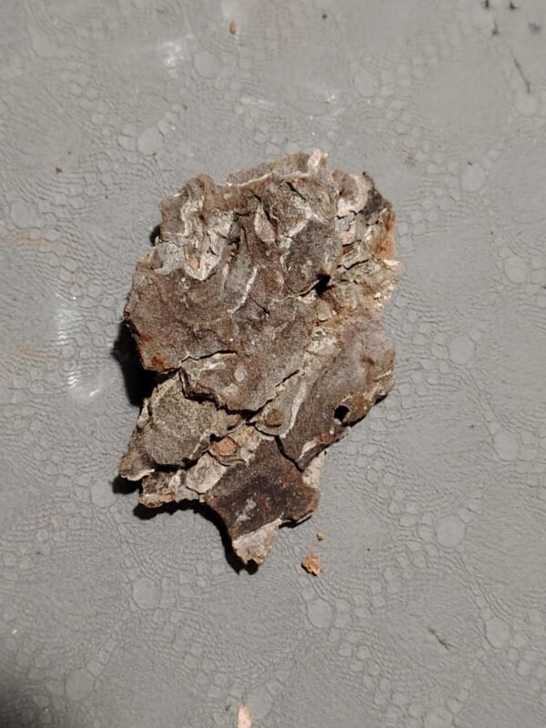 Écorce moyenne (x1)