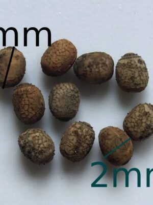 Parapachymorpha zomproi oeufs x10