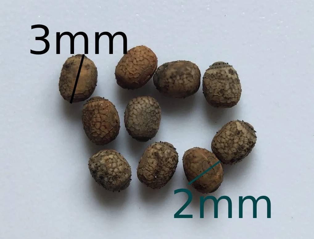 Parapachymorpha zomproi oeufs x10