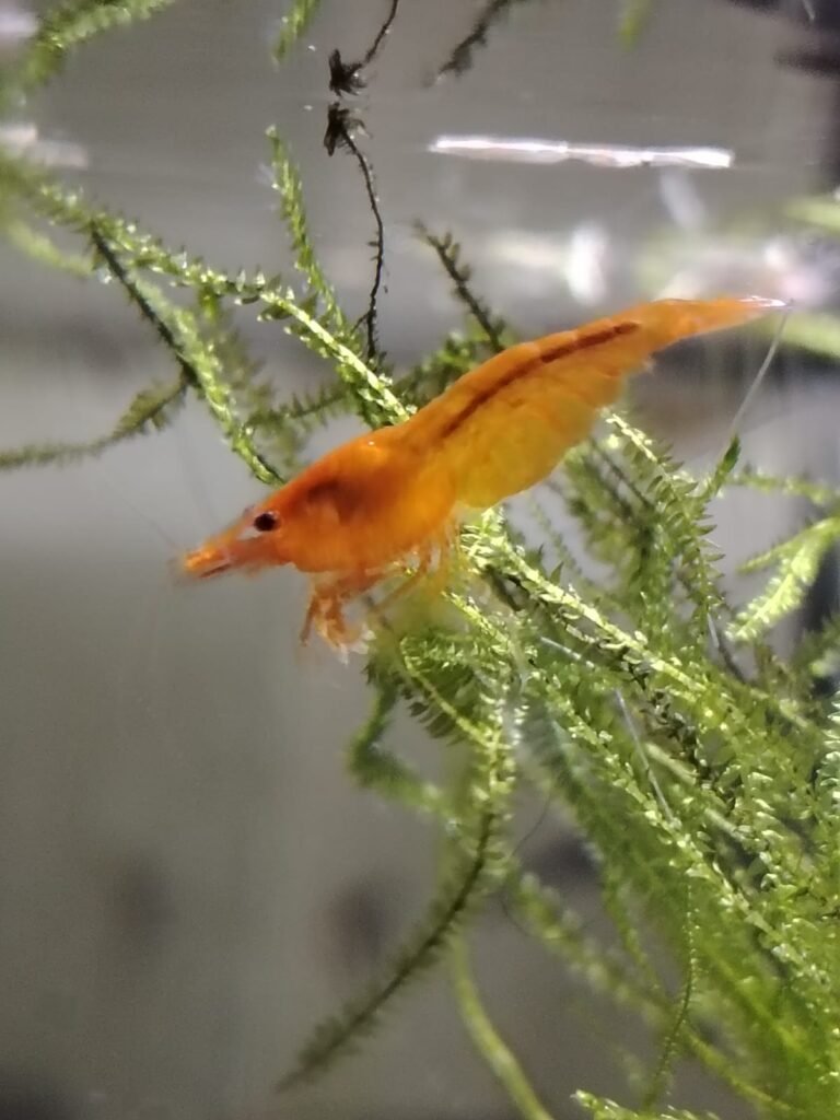 Orange Sunkist