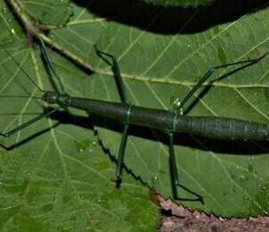 Periphetes graniferum Femelle