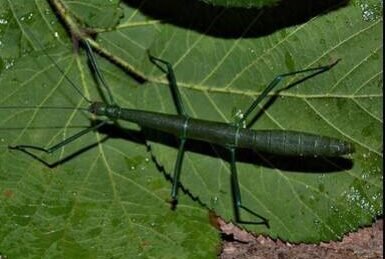 Periphetes graniferum Femelle