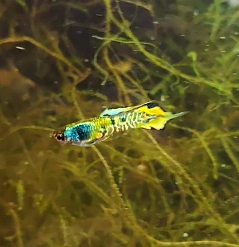 Male Tiger Endler