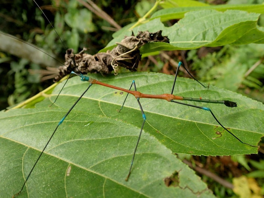 Periphetes graniferum Mâle