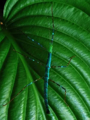 Myronides glaucus “peleng” Femelle