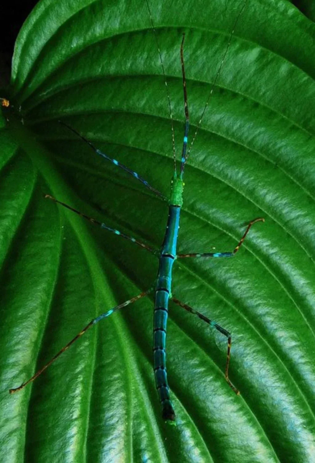 Myronides glaucus “peleng” Femelle