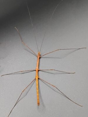 Myronides glaucus “peleng” Mâle