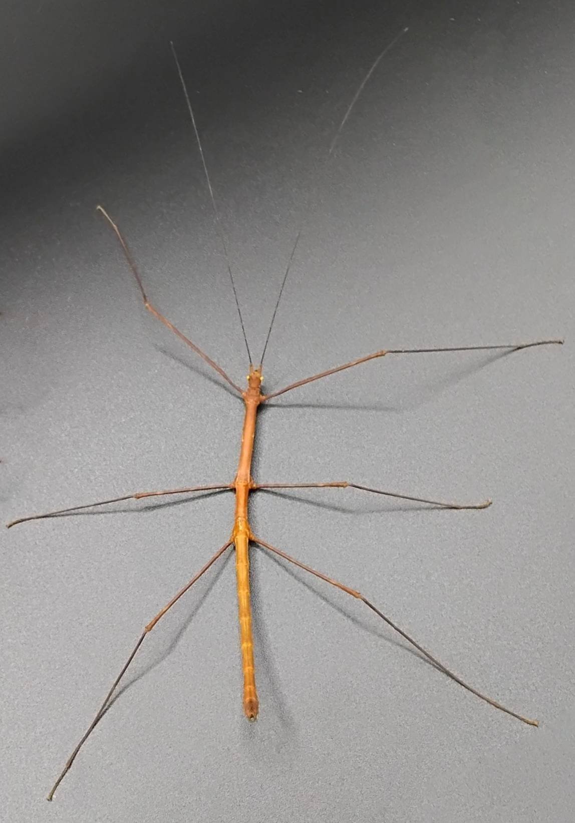 Myronides glaucus “peleng” Mâle
