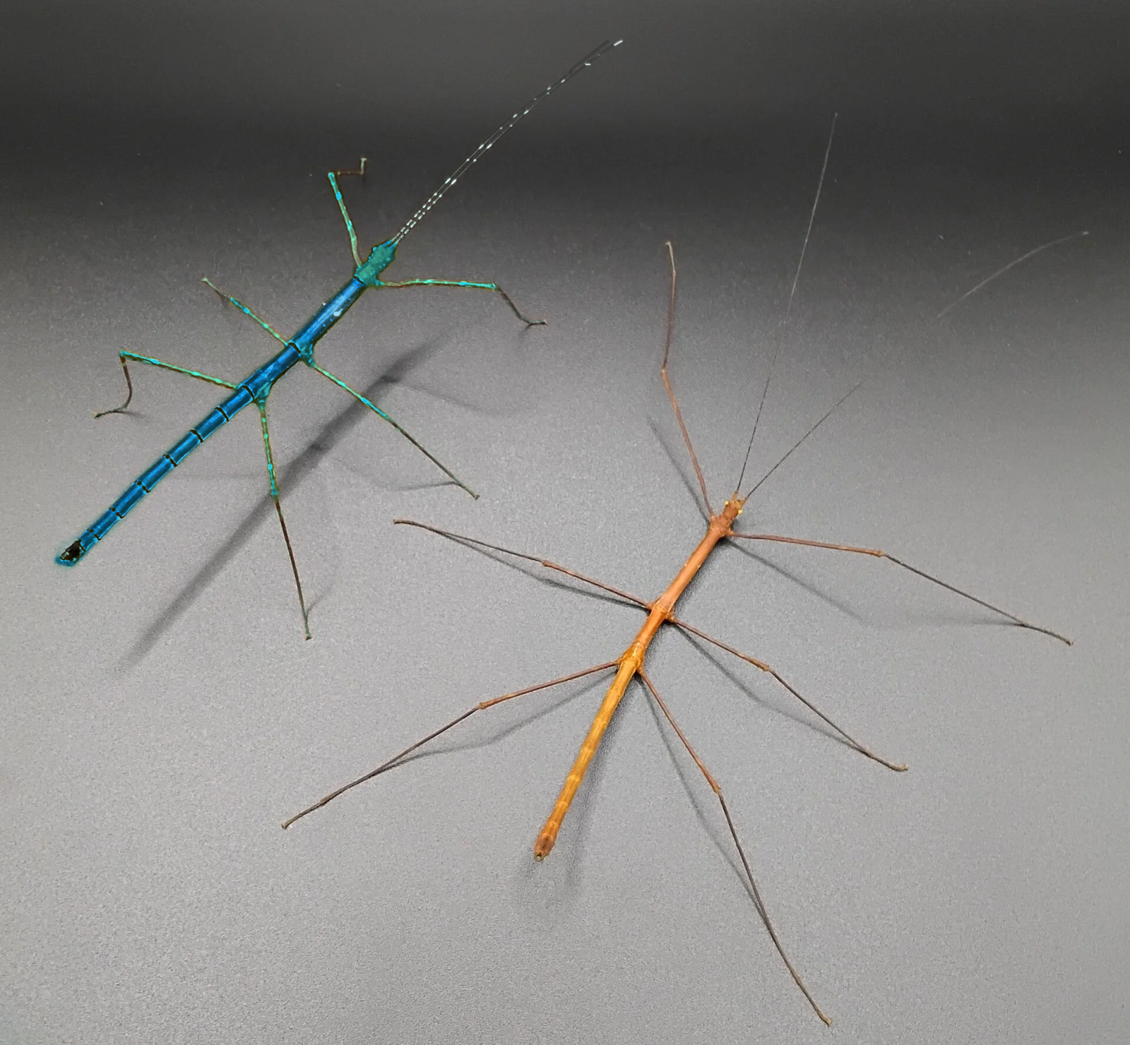 Myronides glaucus “peleng” Mâle – Image 3