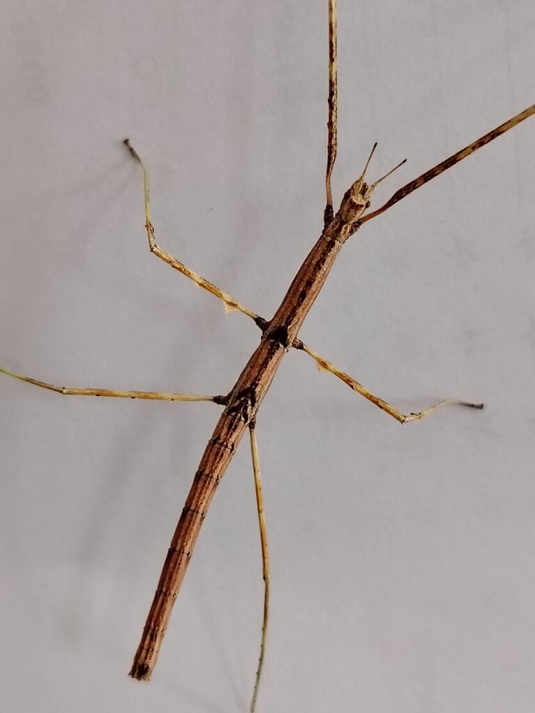 Parapachymorpha zomproi