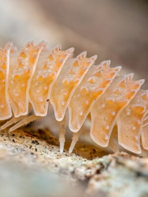 Cristarmadillidium Muricatum / Cloporte Ananas (x10)