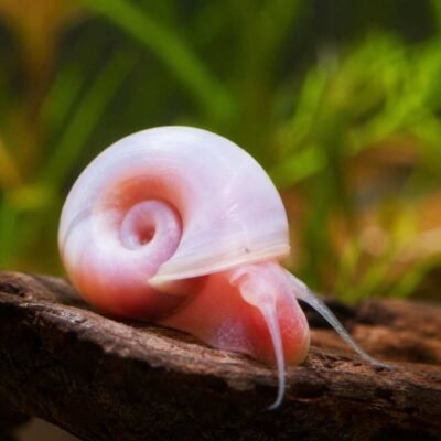 PlanorbeRose
