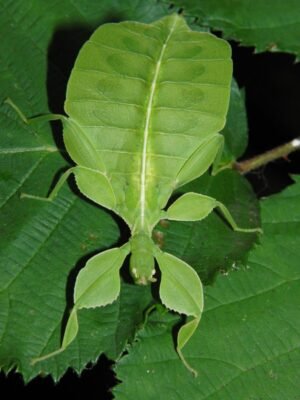 Phyllium philippinicum Femelle