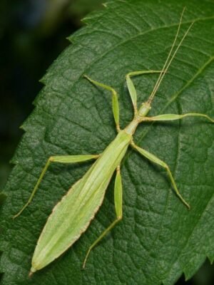 Phyllium philippinicum Male