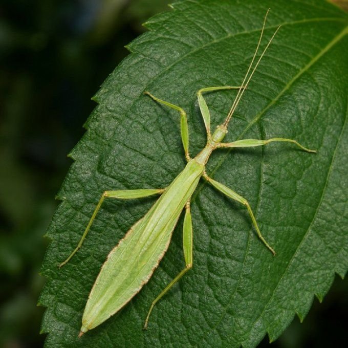 Phyllium philippinicum Male